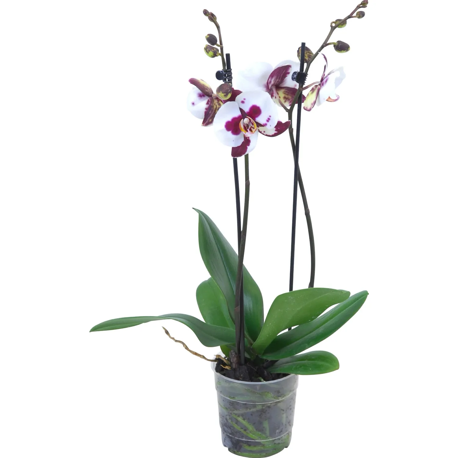Orchidea Phalaenopsis 